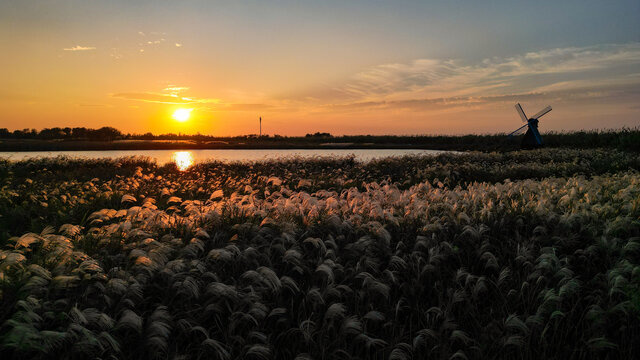 杭州湾湿地公园秋景芦苇夕阳西下