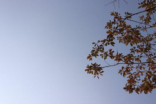 天空树叶