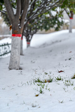 中国开封七盛角水系冬天雪景