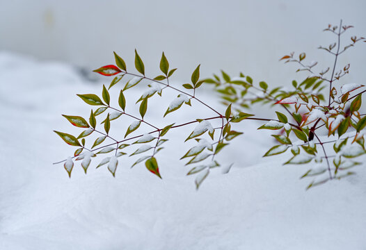 南天竹枝叶冬天下雪