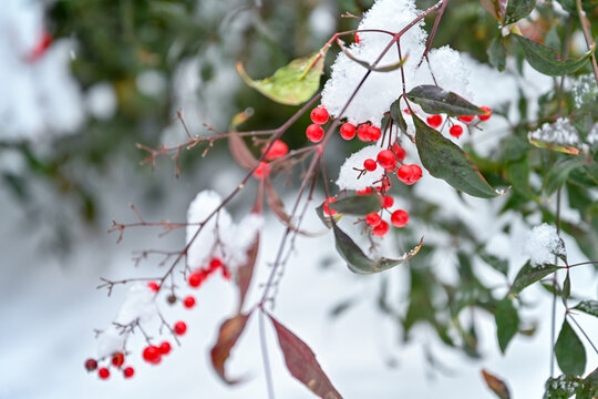 南天竹枝叶冬天下雪