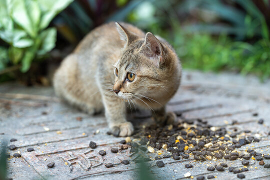 吃猫粮的小猫咪