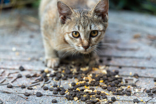 吃猫粮的小猫咪