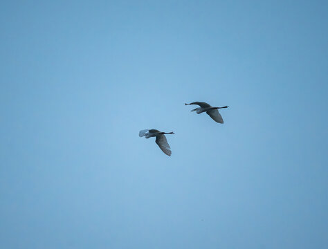 蓝天下飞翔的白鹭鸟群