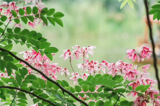 公园里盛开的节荚决明花