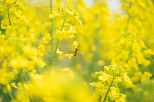 春天盛开的油菜花和蜜蜂