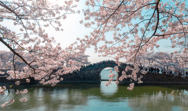 樱花盛开的无锡鼋头渚长春桥