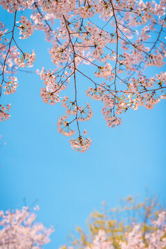春日蓝天下盛开的樱花
