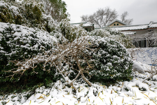 济南的冬天雪后美景