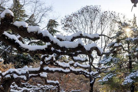 济南百花公园雪景