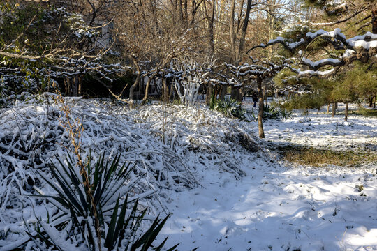 济南百花公园雪景