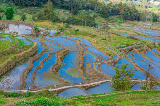 云南元阳箐口村梯田风景