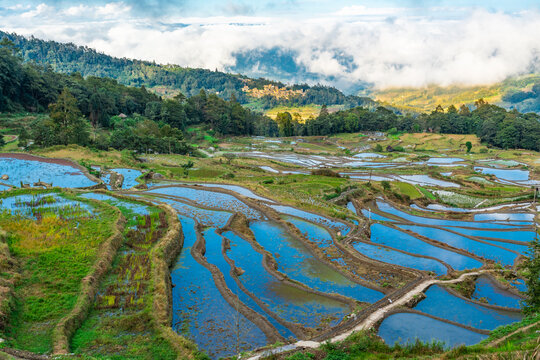 云南元阳箐口村梯田风景