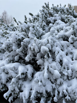 树挂雪