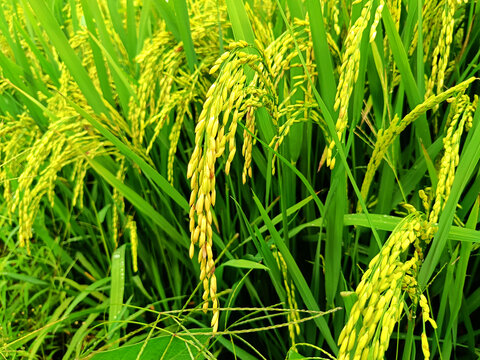 水稻稻谷挂满枝头