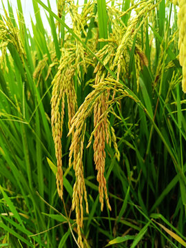 水稻稻谷挂满枝头