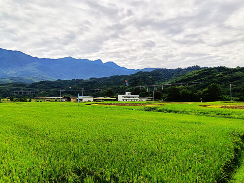 水稻田