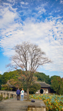 蓝天白云槭树