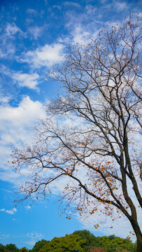 蓝天白云槭树叶子