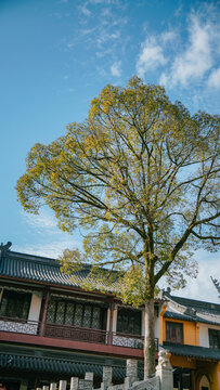 宁波奉化雪窦寺一棵树