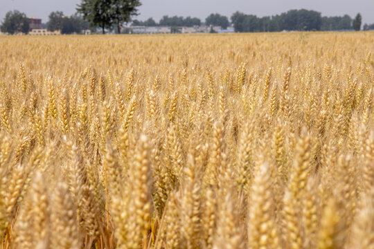 黄色小麦实拍麦地麦田丰收