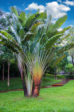 热带植物芭蕉树
