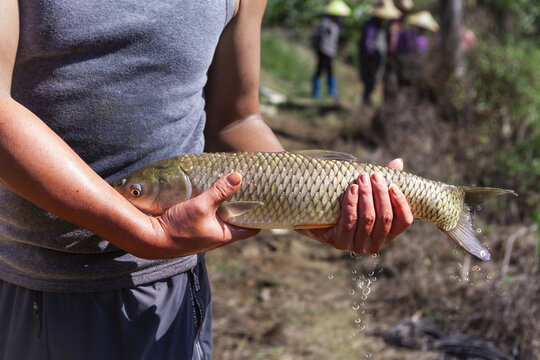 吊水鲩鱼