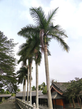 海南椰树