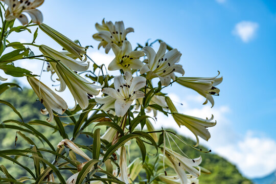 百合花