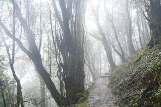 金山原始森林