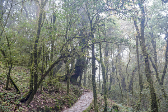 金山原始森林