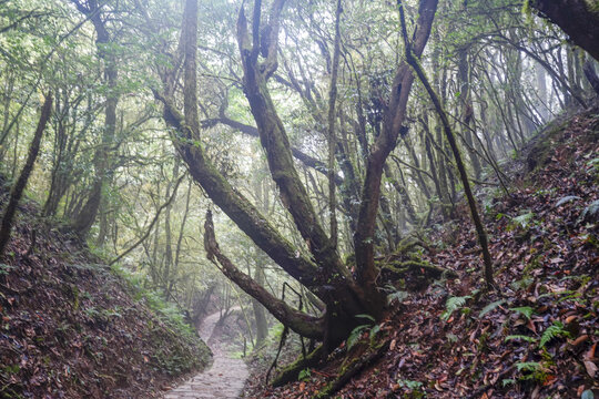 金山原始森林