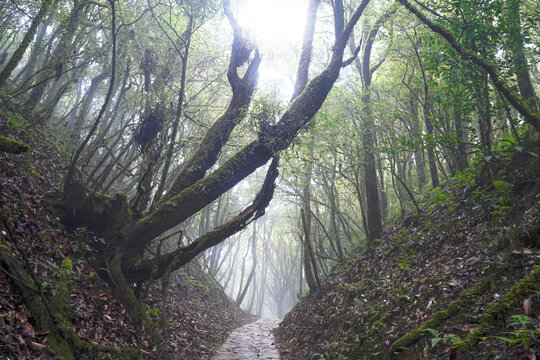 金山原始森林