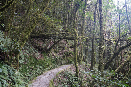 金山原始森林