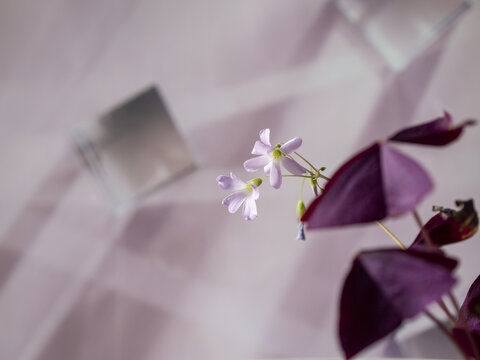 紫叶酢浆草花卉