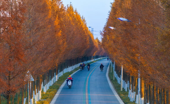 自在大道秋天晨景