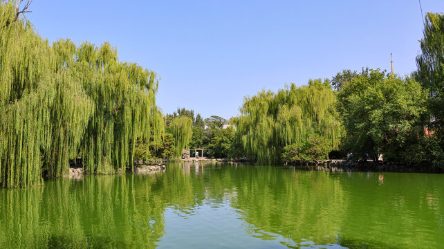 北京动物园水禽湖