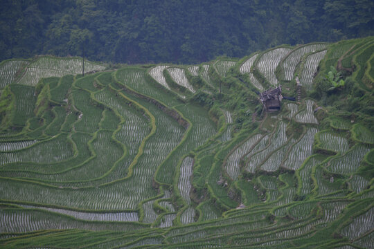 梯田