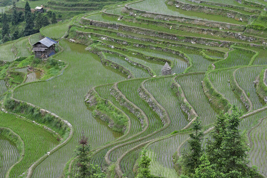 加榜梯田