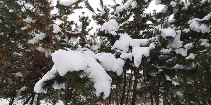 松树上的雪