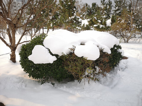 松树上的雪