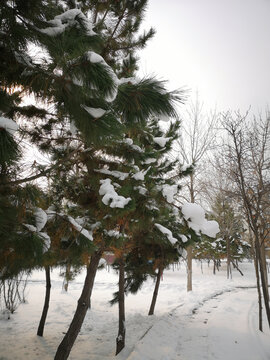 松树上的雪