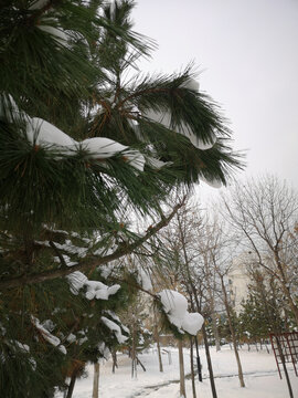 松树上的雪