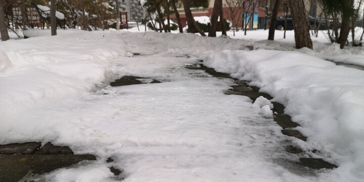 树上的积雪