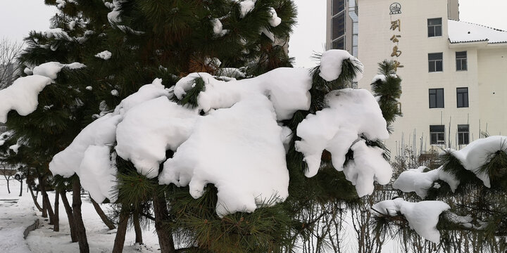 树上的积雪