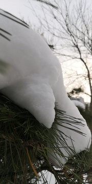 树上的积雪