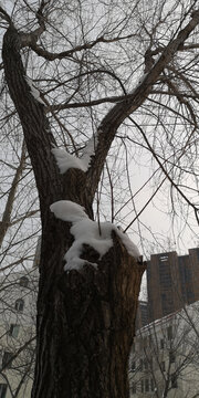 草地上的雪