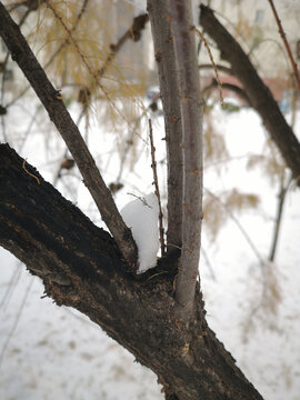 树上积雪