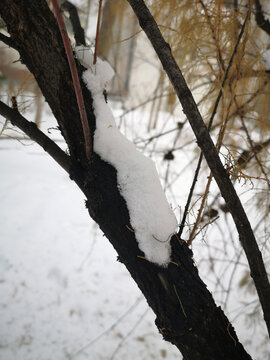 树上积雪