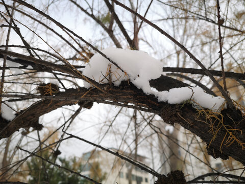 树上积雪